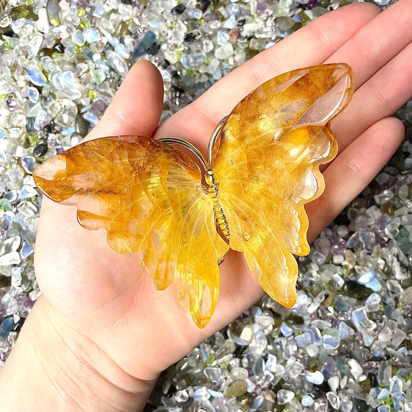 Golden Healer Butterfly